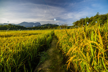 Brilliant scenery with golden paddy field and background of the kinabalu mount