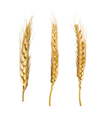 WHEAT GRAIn