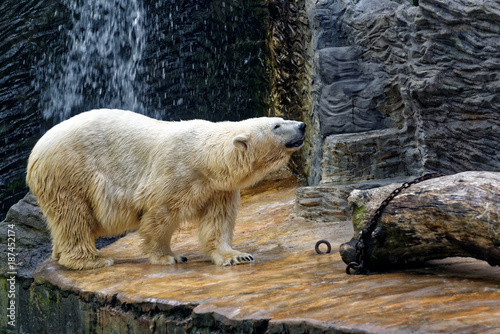 Fotomural Polar bear in a zoo enclosure