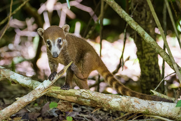 Wall Mural - Coatimundi in a forest in Guatemala