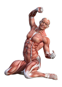 3D Rendering Male Anatomy Figure on White