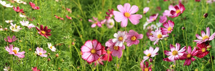 Wall Mural - Pink cosmos flower field in sunshine, photo set.