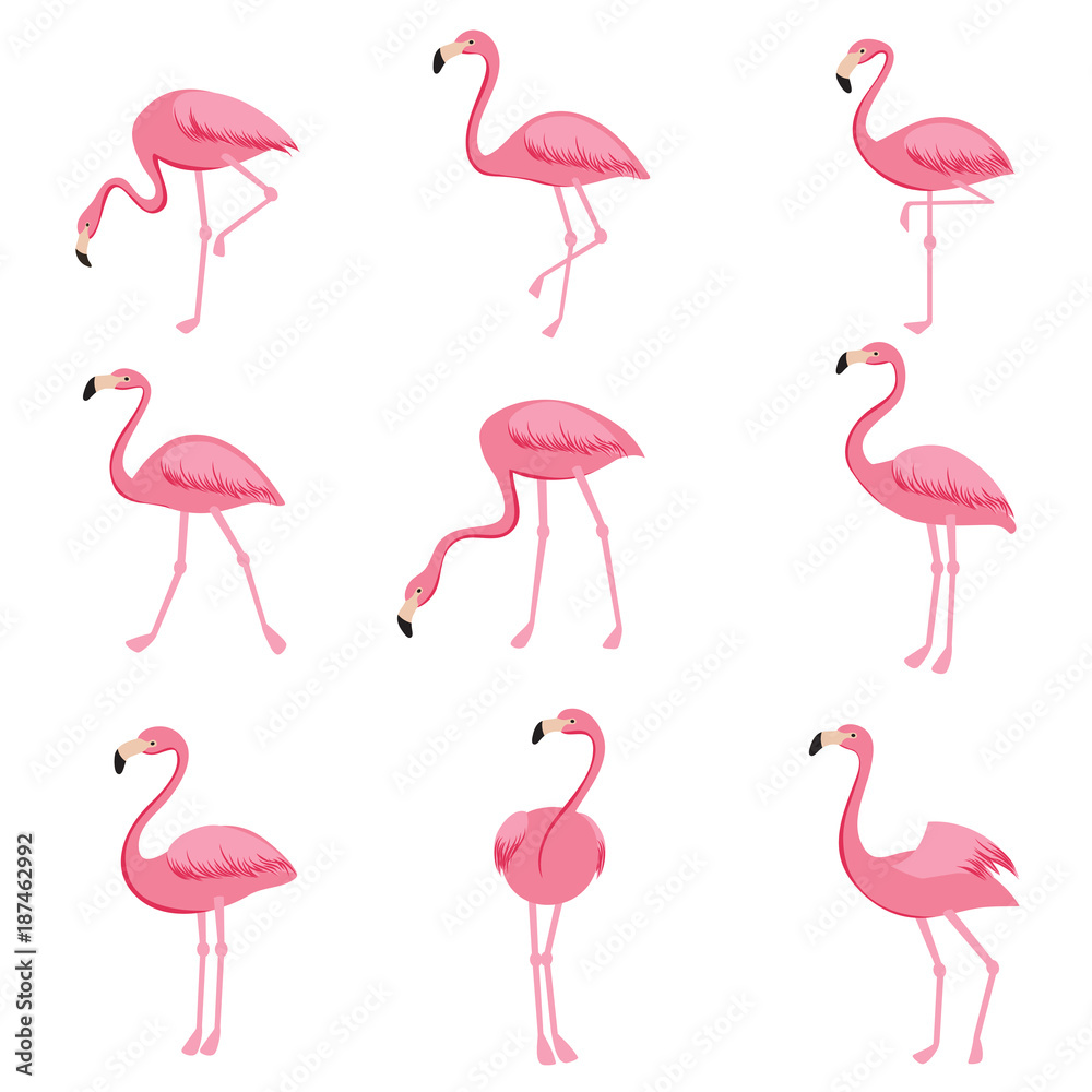 Cartoon pink flamingo vector set. Cute flamingos collection - obrazy, fototapety, plakaty 