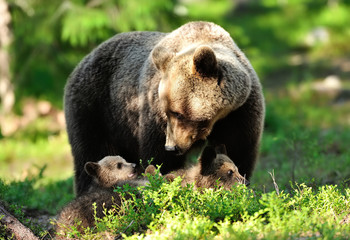 Wall Mural - momma bear with cubs. mother bear with cubs.