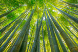 Green bamboo background. From the bottom to the top view of grove of bamboo garden. Take-dera  Temple or Hokoku-ji Temple in Kamakura, Japan. Meditative and buddhism concept.
