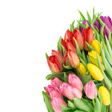 Fototapeta Tulipany - Tulip flowers fresh spring blooms water drops