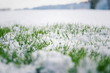 Leinwandbild Motiv Filtered moody green grass growing through snow on golf course in winter with bush in background, low angle view, copy space, Hello spring, Goodbye winter concept