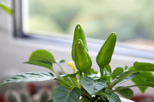 Chili Pepper With Pods Growing On Window Sill