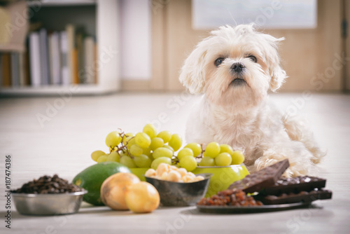 Fototapeta pies  maly-pies-i-jedzenie-toksyczne-dla-niego