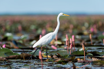 Wall Mural - Intermediate Egret or Plumed Egret in wetlands Thale Noi, one of the country's largest wetlands covering Phatthalung, Nakhon Si Thammarat and Songkhla ,South of THAILAND.