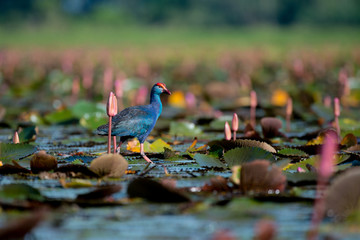 Purple Swamphen in wetlands Thale Noi, one of the country's largest wetlands covering Phatthalung, Nakhon Si Thammarat and Songkhla, South of THAILAND.