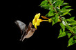 Orange nectar bat, Lonchophylla robusta, flying bat in dark night. Nocturnal animal in fly with yellow feed flower. Wildlife action scene from tropic nature, Costa Rica. Tongue stick out. Mammal fly.