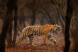 Tiger hidden walking in old dry forest. Indian tiger first rain, wild danger animal in the nature habitat, Ranthambore, India. Big cat, endangered animal, nice fur coat. End of dry season, monsoon. 