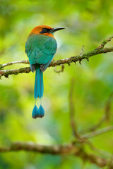 Poster - Broad-billed Motmot, Electron platyrhynchum, portrait of nice big bird wild nature, beautiful coloured forest background, art view, Costa Rica. Nice big bird, wild nature, tropic. Green vegetation.