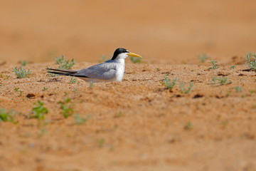 Wall Mural - Large-billed tern, Phaetusa simplex, in river sand beach, Rio Negro, Pantanal, Brazil.  Bird in the nature sea habitat. Skimmer drinking water with open wings. Wildlife scene from wild nature