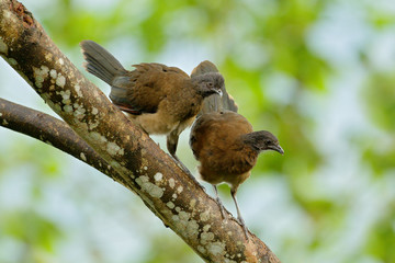 Grey-headed chachalaca, Ortalis cinereiceps, bird love, exotic tropic bird, forest nature habitat, pink and orange flower tree, detail portrait, Costa Rica. Wildlife scene, nature. Pair of chachalaca.