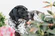 © Lea Csontos/Stocksy - Pointer resting in a garden hiding among plants