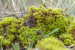 low angle moss detail