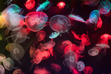 Close-up Of Jellyfish In Water
