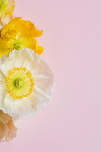 Pastel Colored Poppy Flowers On Pink Background