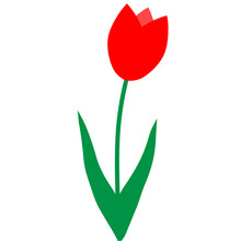 Red Tulip On A White Background