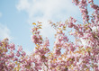 © Liam Grant Photography/Stocksy - Detail of pink blossom on a tree in Spring. Norfolk, UK.