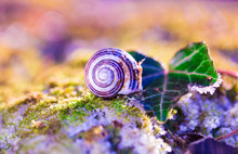 Macro - Snail's Shell On Frozen Moss, Winter