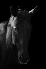 Portrait Of A Horse On A Black Background In Black And White