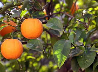 Fresh organic oranges from Mediterranean region