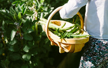 A Basket Full Of Fresh Peas And Broad Beans In The Vegetable Garden