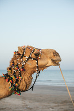 Portrait Of A Camel With Colorful Horse Gear At The Sea
