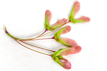 Winged seed of the red maple, acer rubrum, on a wooden background.