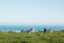 Dairy Cows In Green Pasture Beside The Pacific Ocean.