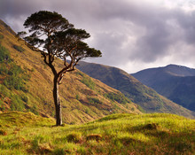 Lone Pine, Glen Nevis, Scottish Highlands