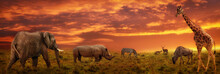 African Sunset Panoramic Background With Silhouette Of Animals