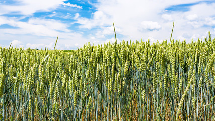Wall Mural - green wheat ears on field in Picardy region
