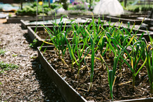 Onions Growing In A Vegetable Garden