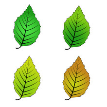 Color Variations Vector Illustration Leaf Alder