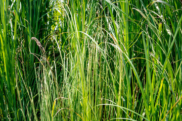 Beautiful green grass on the lake on a Sunny day