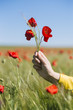© CACTUS Blai Baules/Stocksy - Woman hand in a poppies field