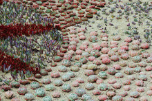 Succulents Planted In A Patterned Display At The Dublin Botanical Garden