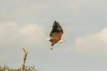 African Fish Eagle In Flight