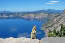 Golden Mantled Ground Squirrel Or Chipmunk Posing In Crater Lake National Park, Oregon, USA