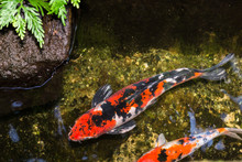 Koi Fish In A Pond On A Sunny Day
