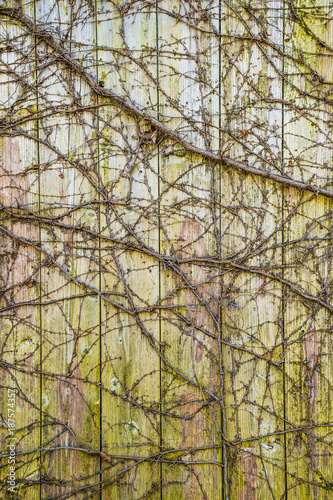 蔦の絡まった木の壁 Buy This Stock Photo And Explore Similar Images At Adobe Stock Adobe Stock