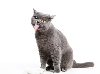 British gray cat licking her lips.