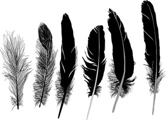 Sticker - six black feathers group isolated on white