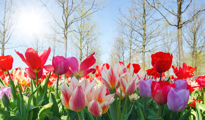 Fotomurales - Glück, Lebensfreude, Frühlingserwachen, Leben: Buntes, duftendes Blumenfeld im Frühling :)