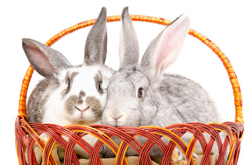 Two charming rabbits sitting in a basket, isolated on a white background
