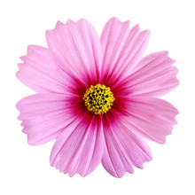 Beautiful Pink Cosmos Flower Isolated On White Background With Clipping Path.